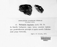 Pertusaria chiodectonoides image